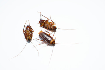Three cockroaches on a white background.