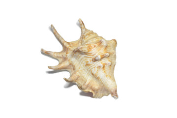 Obraz premium close up. beautiful sea shell on white background