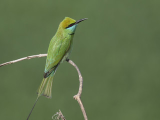 Little green Bee Eater