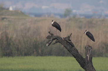 Woolly-necked stork Pair 
