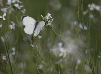 The cabbage butterfly
