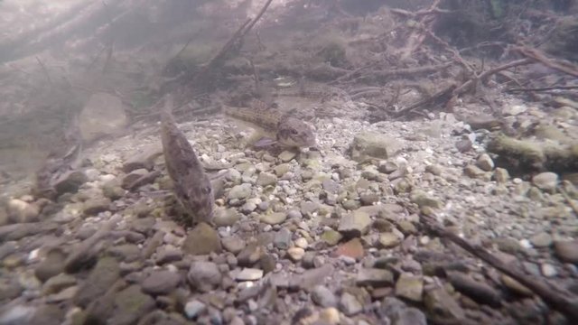 Feeding freshwater fish Gudgeon (Gobio gobio) in the beautiful clean creek. Underwater video with a nice bacground and natural light. Wild life animal. Flock of gudgeons.