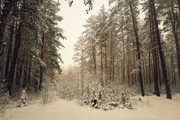 Belarus, Grodno, Snowy fairy forest around Molochnoe Lake.