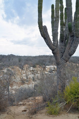 Travel to Mexico. Thorns. Cacti. Wild nature

