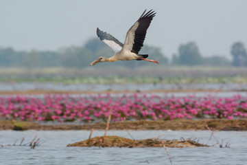 Asian Openbill (Anastomus oscitans) flying shot in the Lotus pond