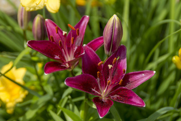 6 Petal Reddish 