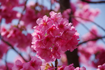 Obraz premium 大写しした河津桜