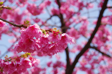 満開の河津桜