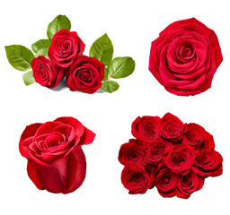 flower rose petal blosspm background