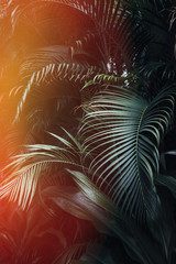Fototapeta premium Deep dark green palm leaves pattern with bright orange sun flare effect. Creative layout, toned, vertical