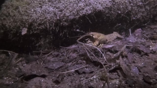 Underwater video of European crayfish, Astacus astacus. Feeding and crawling freshwater animal in the beautiful clean lake. Underwater video with a nice bacground. Wild life animal. Night diving. Lake
