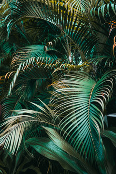 Deep dark green palm leaves pattern. Vertical, creative layout