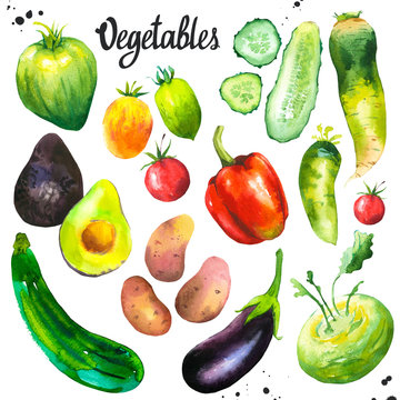 Watercolor illustration with farm grown illustrations. Vegetables set: tomato, eggplant, cucumber, zucchini, peppers, avocado, cauliflower, potatoes, turnips. Fresh organic food.