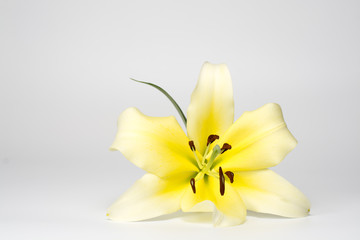 Fototapeta na wymiar Beautiful yellow lilies isolated from the white background