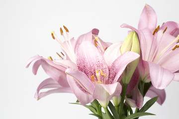 Beautiful pink lily on white background