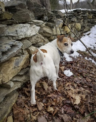 Little Jack Russell Terrier and Stone Wall