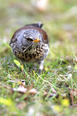 Single Fieldfare bird on grassy wetlands during a spring nesting period