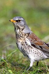 Single Fieldfare bird on grassy wetlands during a spring nesting period