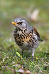 Single Fieldfare bird on grassy wetlands during a spring nesting period