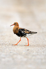 Single Ruff bird on grassy wetlands during a spring nesting period
