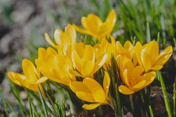 Fototapeta premium Crocus, crocuses or croci that blooms in the meadow.