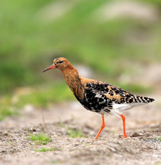 Single Ruff bird on grassy wetlands during a spring nesting period
