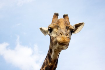 Naklejka premium Giraffe on the background of blue sky