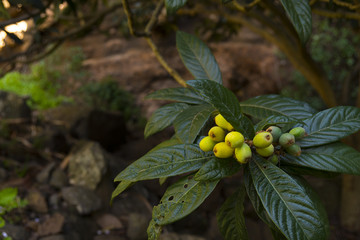 Vegetation at the Hiking Trail to the Cuevas de Buracas ( Buracas Caves ) near Las Tricias and...