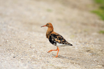 Single Ruff bird on grassy wetlands during a spring nesting period