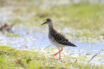 Single Wood sandpiper bird on grassy wetlands during a spring nesting period