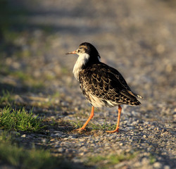 Single Ruff bird on grassy wetlands during a spring nesting period