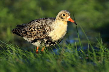 Single Ruff bird on grassy wetlands during a spring nesting period