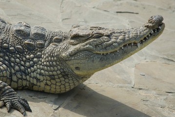 Big crocodile resting on the rocks
