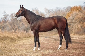 Exterior photo of a beautiful horse of the breed Ukrainian Horse