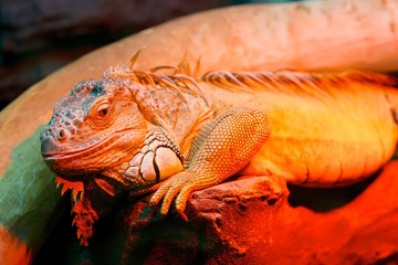 Fototapeta premium Iguana a large lizard