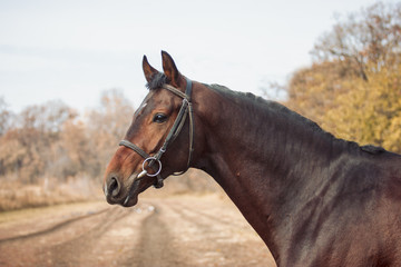 Obraz premium Exterior photo of a beautiful horse of the breed Ukrainian Horse