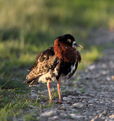 Single Ruff bird on grassy wetlands during a spring nesting period