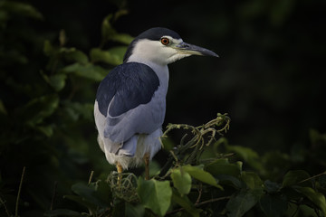 Black-crowned night heron