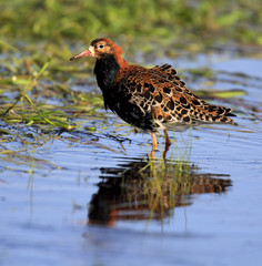 Single Ruff bird on grassy wetlands during a spring nesting period