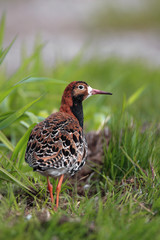 Single Ruff bird on grassy wetlands during a spring nesting period