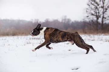 Dog Boxer in the winter forest