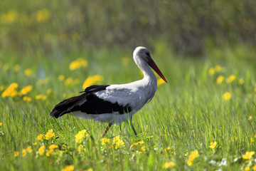 Single White Stork bird on a grassy meadow during the spring nesting period