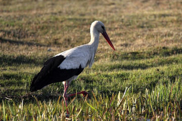 Single White Stork bird on a grassy meadow during the spring nesting period