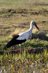 Single White Stork bird on a grassy meadow during the spring nesting period