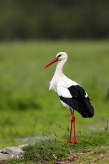 Single White Stork bird on a grassy meadow during the spring nesting period