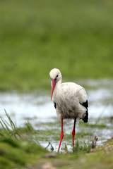 Single White Stork bird on a grassy meadow during the spring nesting period