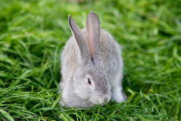 Beautiful soft grey rabbit