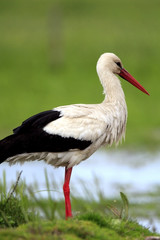 Single White Stork bird on a grassy meadow during the spring nesting period