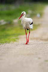Single White Stork bird on a grassy meadow during the spring nesting period