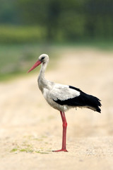 Single White Stork bird on a grassy meadow during the spring nesting period